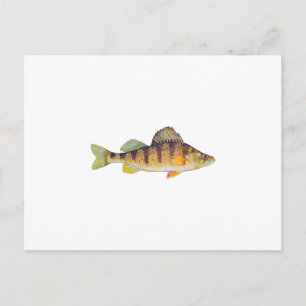 Gult Perch (namnlös) Vykort