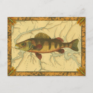 Gult Perch på Karta Vykort