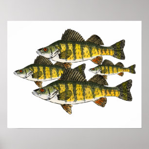 Gult Perch School Poster