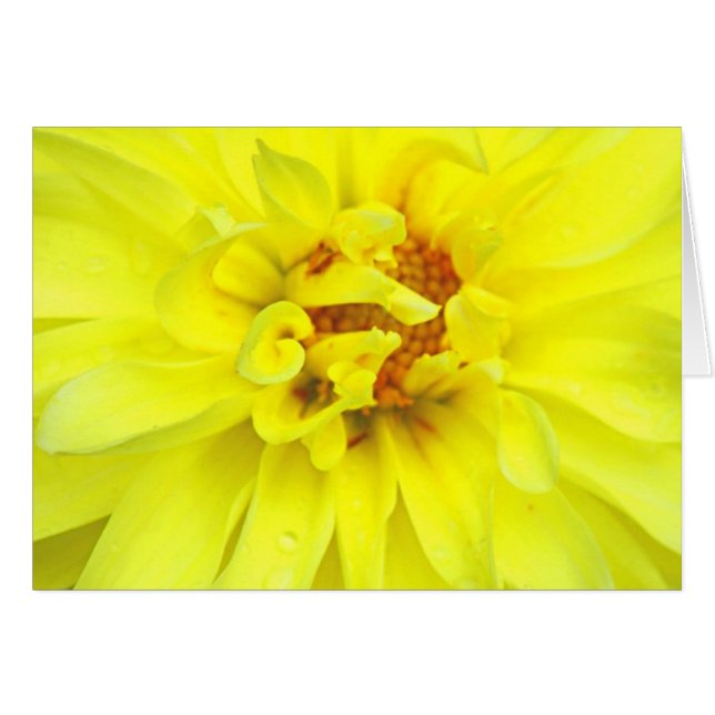 Gult Petals Hälsningskort (Framsidan Horizontal)