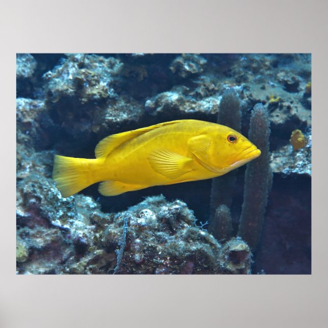 Gult Phase Coney Poster (Framsidan)