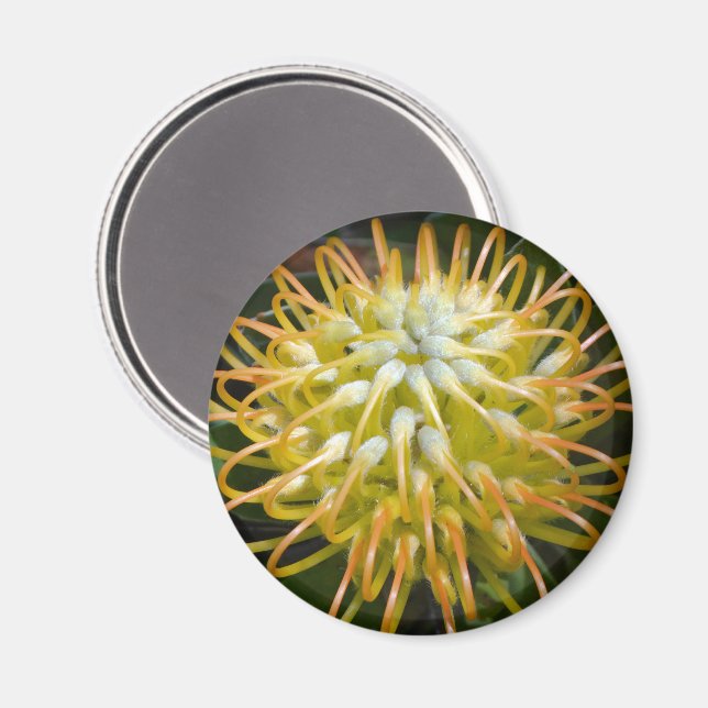 Gult Pin Cushion Protea Flower Magnet (Front/Back)
