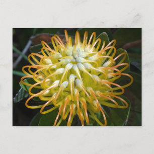 Gult Pincushion Flower vycard Vykort