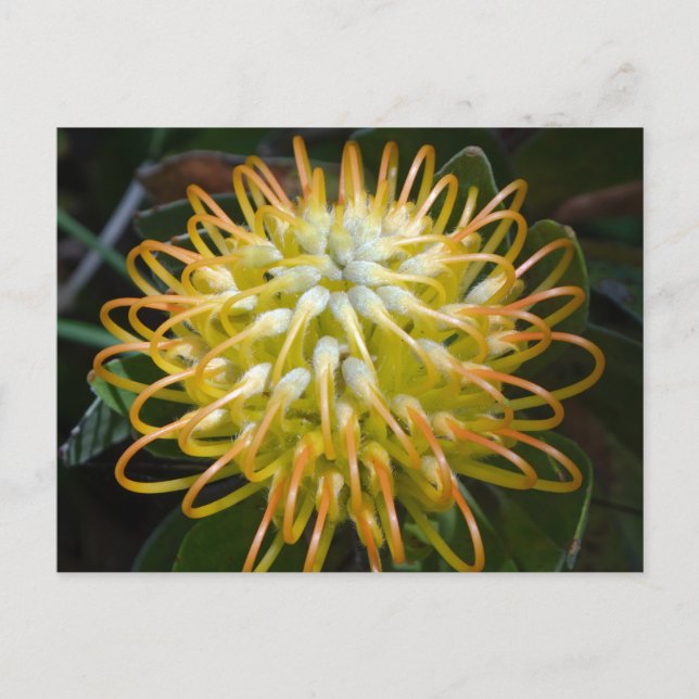 Gult Pincushion Flower vycard Vykort (Framsida)