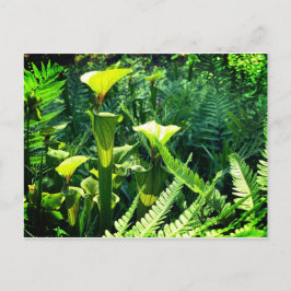 Gult Pitcher Plants Vykort