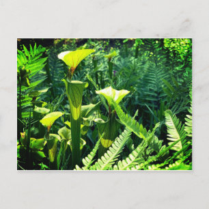 Gult Pitcher Plants Vykort