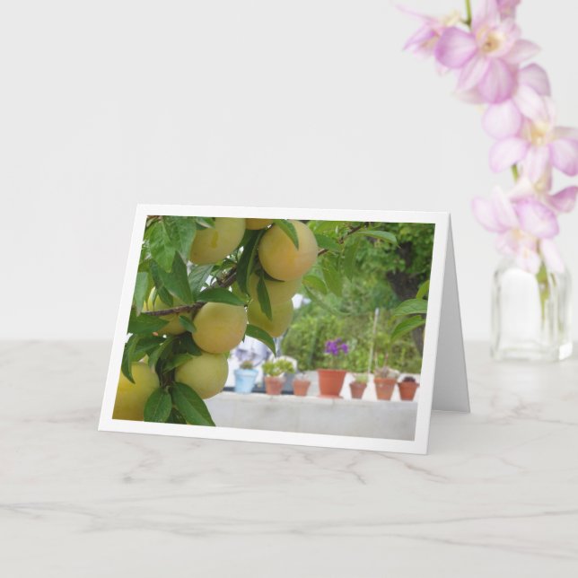 Gult Plum Porträtt Kort (Orkide)