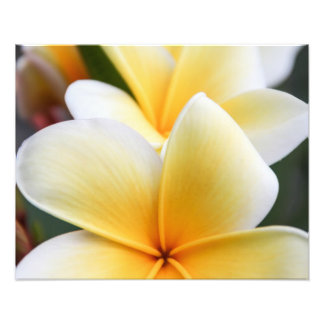 Gult Plumeria Flower Frangipani Blommigt Design Fototryck