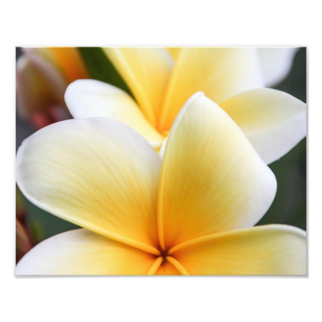 Gult Plumeria Flower Frangipani Blommigt Design Fototryck (Framsidan)