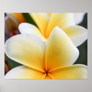 Gult Plumeria Flower Frangipani Blommigt Design Poster