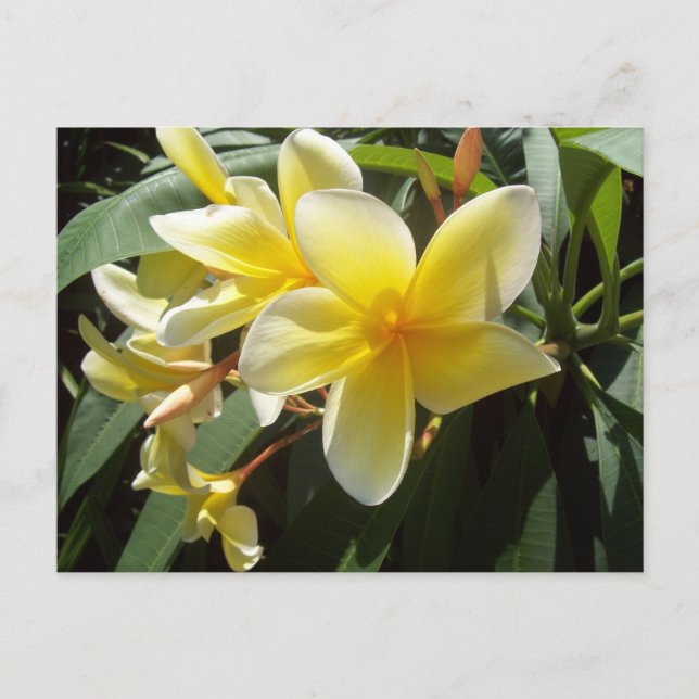 Gult Plumeria Flowers vykort (Framsida)