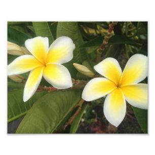 Gult Plumeria Fototryck