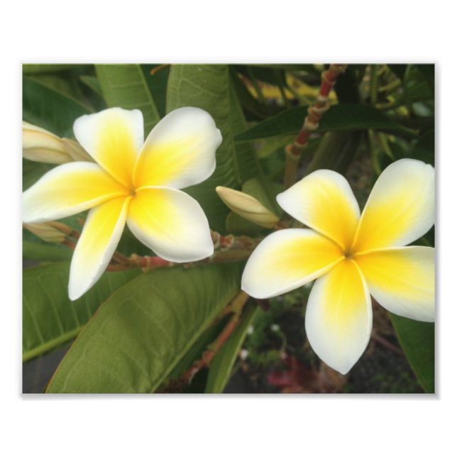 Gult Plumeria Fototryck (Framsidan)