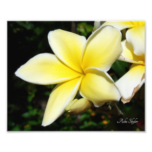Gult Plumeria Fototryck