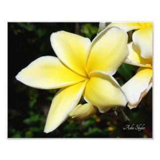 Gult Plumeria Fototryck