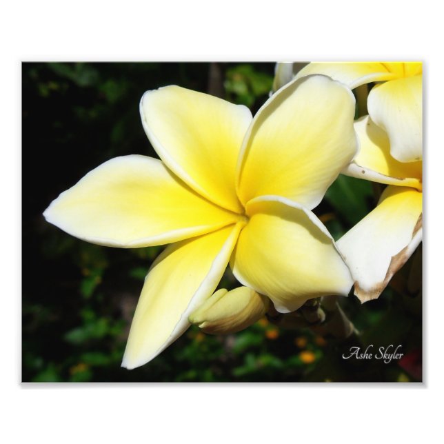 Gult Plumeria Fototryck (Framsidan)