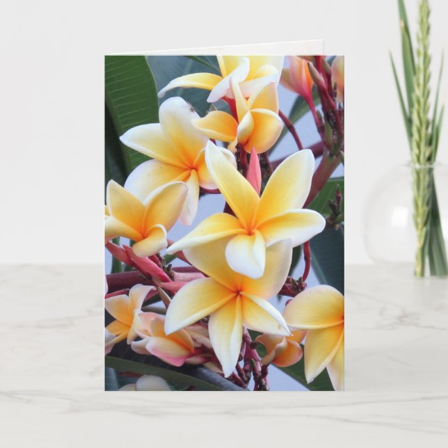 Gult Plumeria-gratulationskort Kort (Framsida)