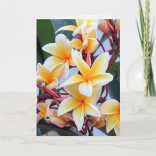 Gult Plumeria-gratulationskort Kort
