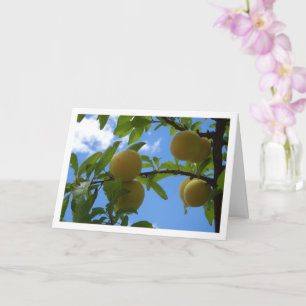 Gult Plums Blå himmel Kort
