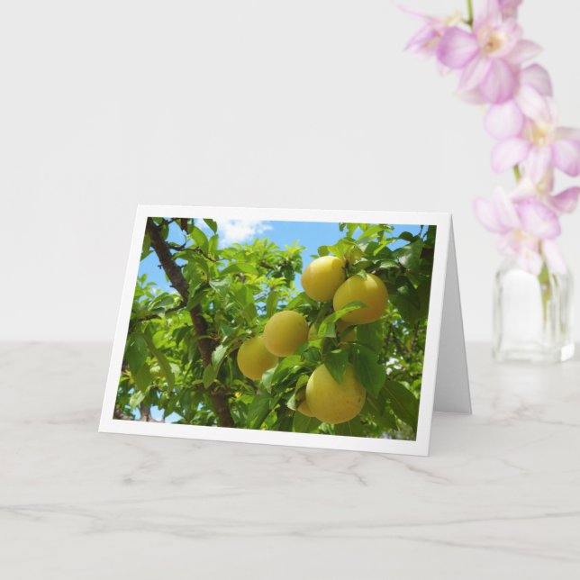 Gult Plums Blå himmel Kort (Orkide)
