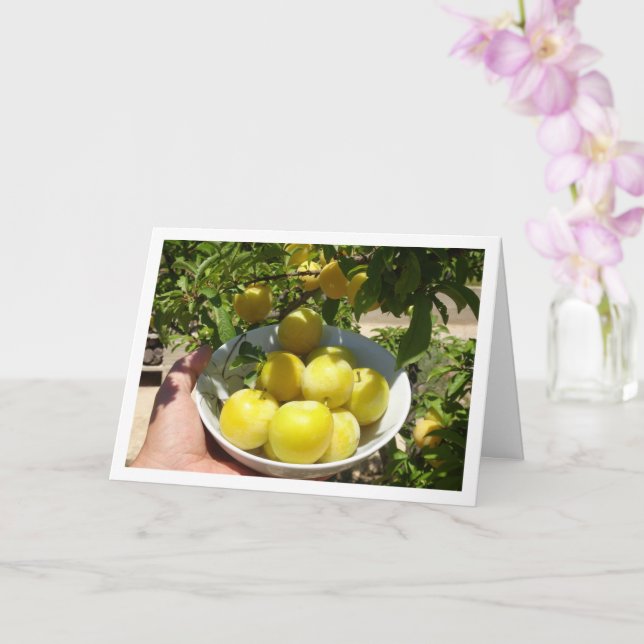 Gult Plums i Bowl Kort (Orkide)