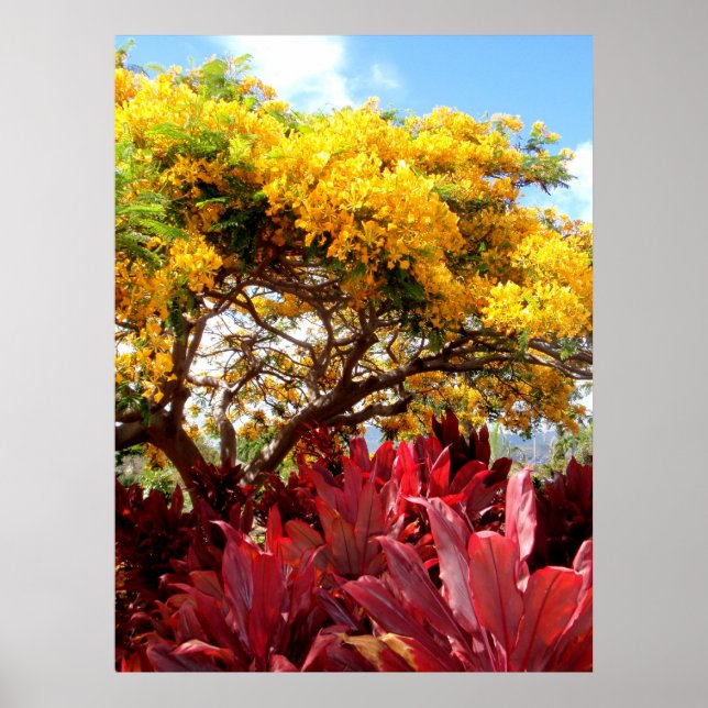Gult Poinciana Träd och Red Ti Plants Poster (Framsidan)