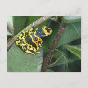 Gult Poison Dart Arrow Frog Vykort
