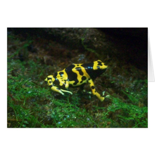 Gult Poison Dart Frog Card OBS Kort (Framsidan Horizontal)