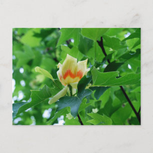 Gult Poplar Tulip-vykort Vykort