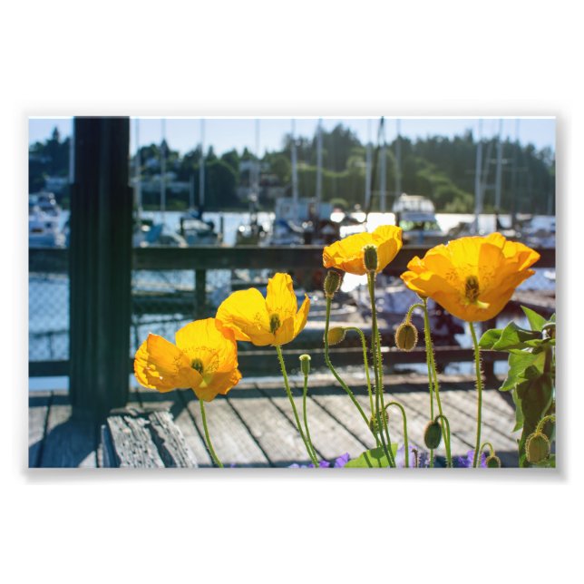 Gult poppies vid hamnen i Marina Fototryck (Framsidan)