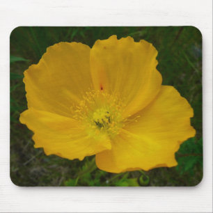 Gult Poppy Alaska Wildblomma Blommigt Musmatta