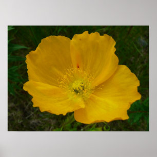Gult Poppy Alaska Wildblomma Blommigt Poster