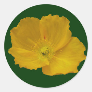 Gult Poppy Alaska Wildblomma Blommigt Runt Klistermärke