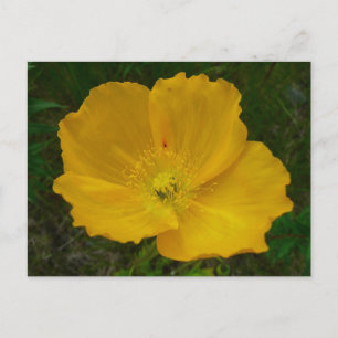 Gult Poppy Alaska Wildblomma Blommigt Vykort