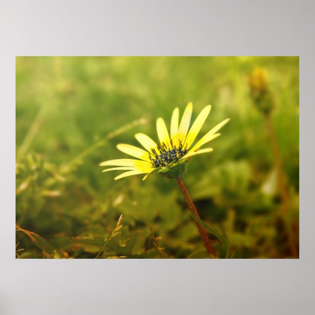 Gult Poster (Framsidan)