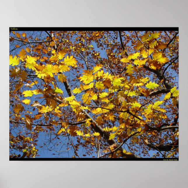 Gult Poster (Framsidan)