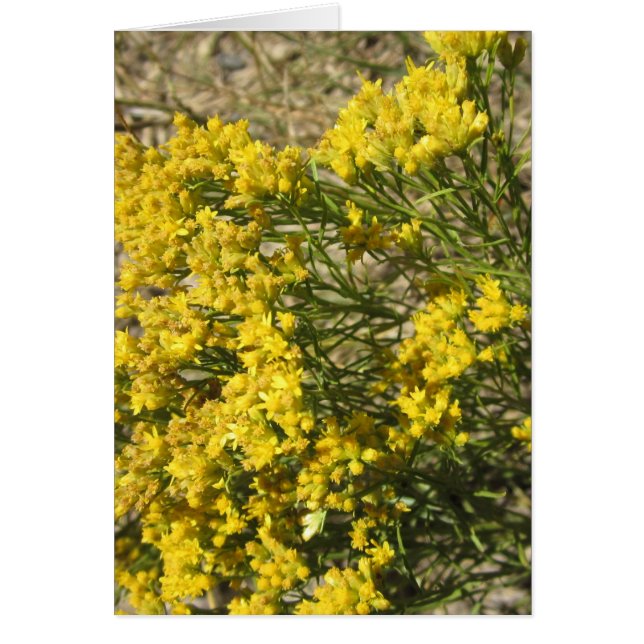 Gult prärievildblommakort hälsningskort (Framsidan)