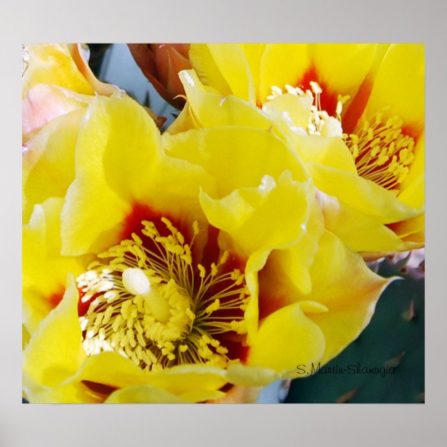 Gult Prickly Pear Cactus Poster (Framsidan)