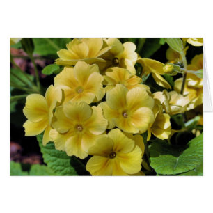 Gult Primrose Blomsterfotografi Card OBS Kort