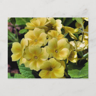 Gult Primrose Blomsterfotografi vykort