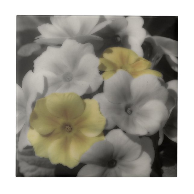 Gult Primrose Flowers in Black and White Kakelplatta (Framsidan)