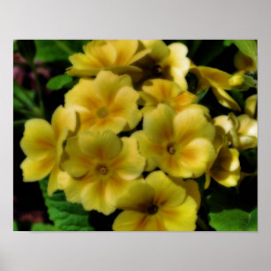 Gult Primrose Flowers Orton Art Poster