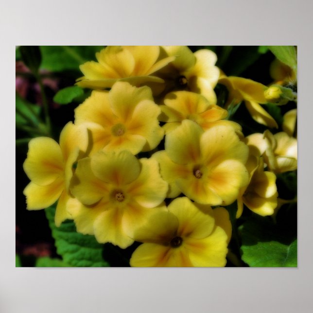 Gult Primrose Flowers Orton Art Poster (Framsidan)