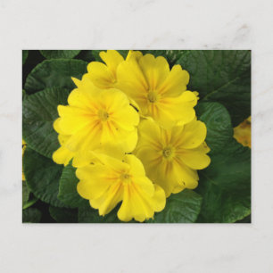 Gult Primrose Flowers Vykort