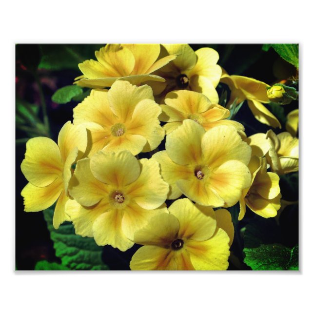 Gult Primrose Vår blommor Close Up 8x10 Fototryck (Framsidan)
