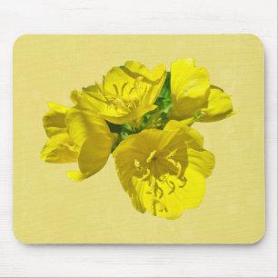 Gult Primroses - Sundrosor Musmatta