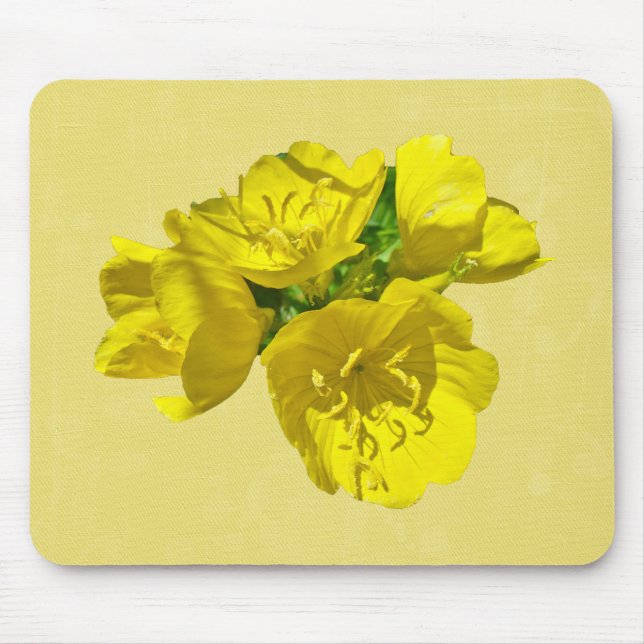 Gult Primroses - Sundrosor Musmatta (Framsidan)