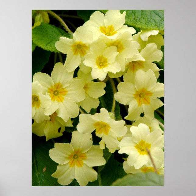 Gult Primula/Primrose Flower Print/Poster Poster (Framsidan)