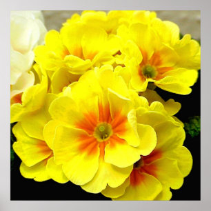 Gult Primula under våren Poster
