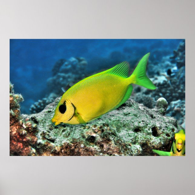 Gult Rabbitfish Poster (Framsidan)